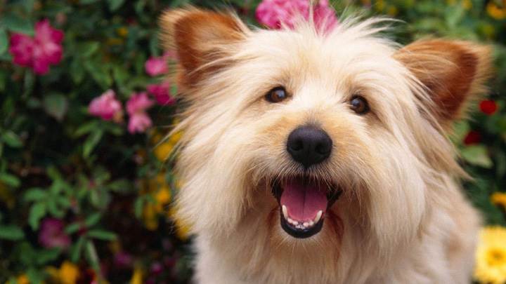 Terrier Cute White Dog